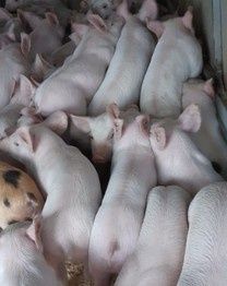 Поросята 2,5 месяца