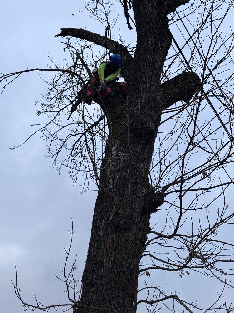 Toaletare si doborare arbori inalti