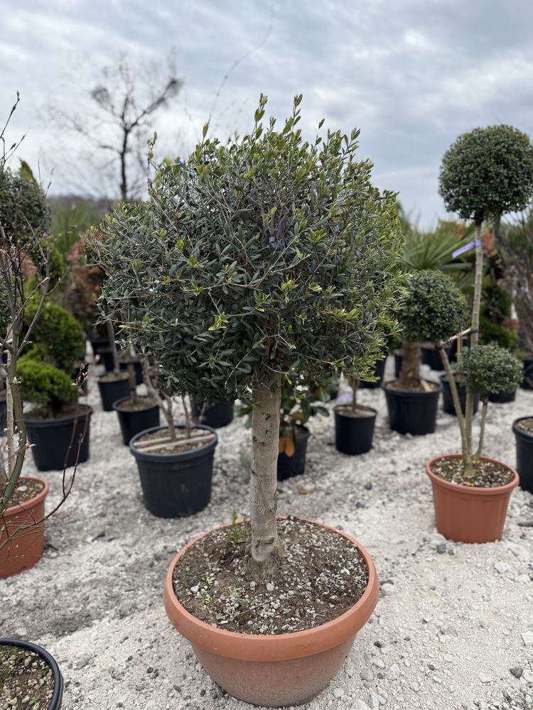 Vând plante ornamentale calitate extra