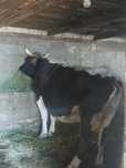 Vaca de vânzare gestanta