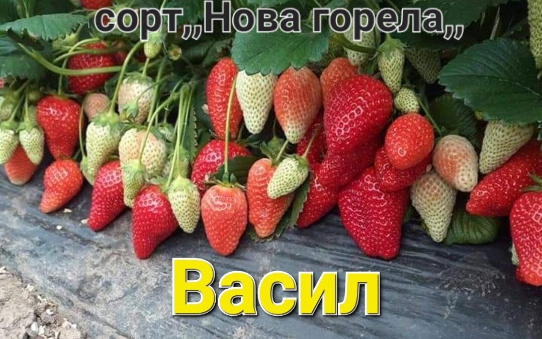 Продавам елитен расад ягоди и малини