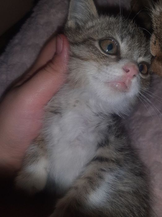 Отдам котят только добрым