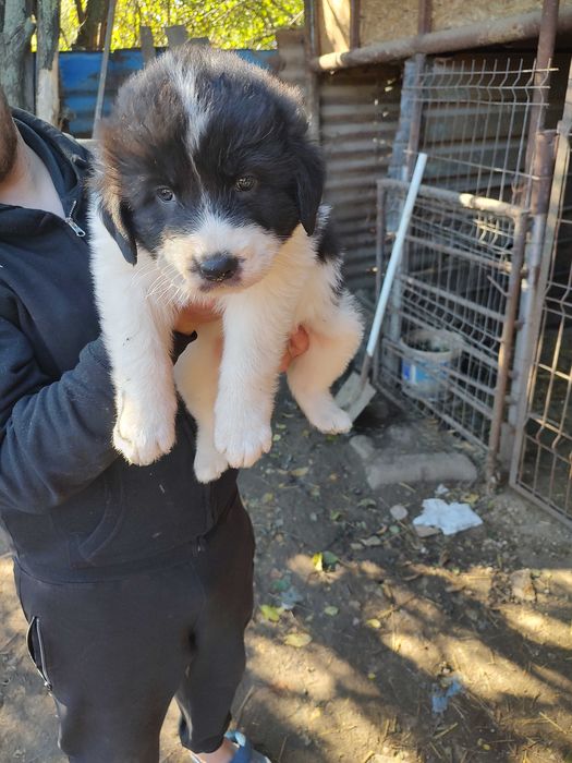 Se vinde Cățel de Bucovina