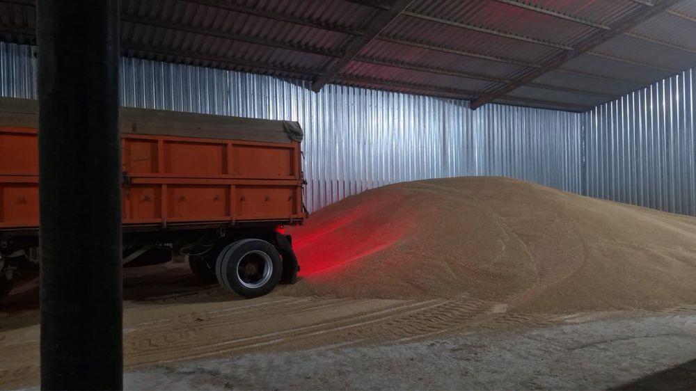 Продам зерно оптом и в розницу