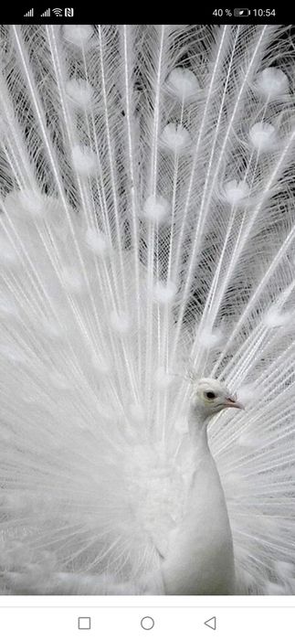 Перья королевской павліина