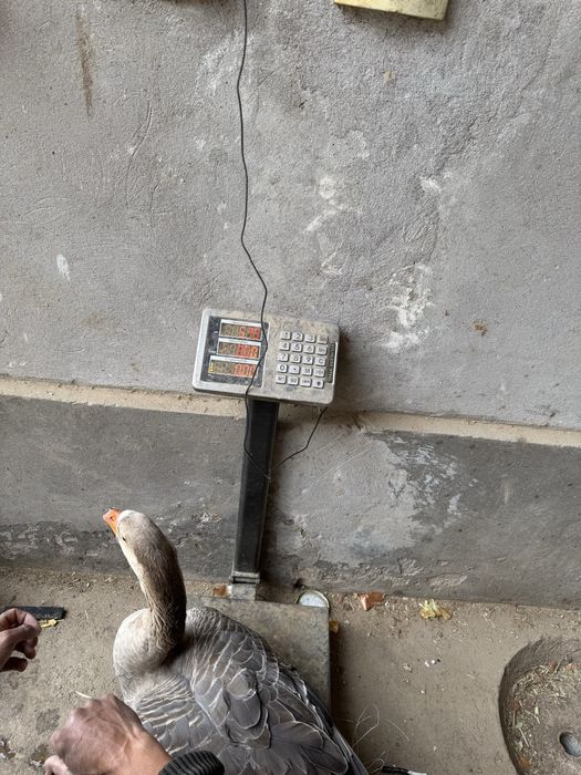 Крупные серий гуси Goz гозлар сотилади