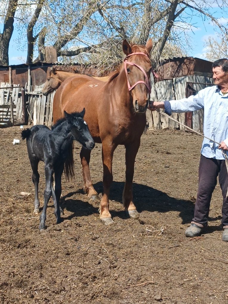 Продам 2х кабыл с жеребятами