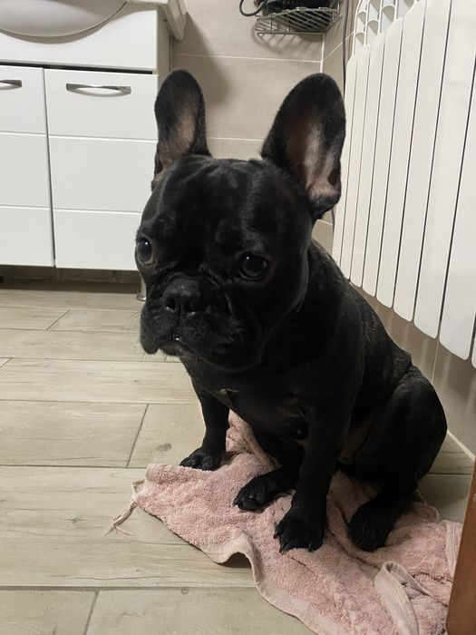 Продам французкого бульдога