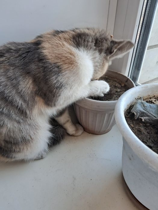 Умница-красавица