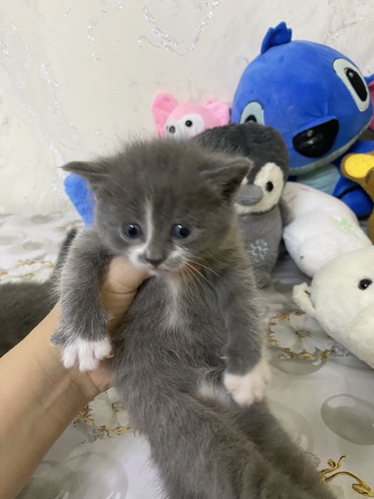 Мушукчалар сотилади вислоухий породали британский