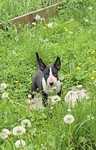Bullterrier standard