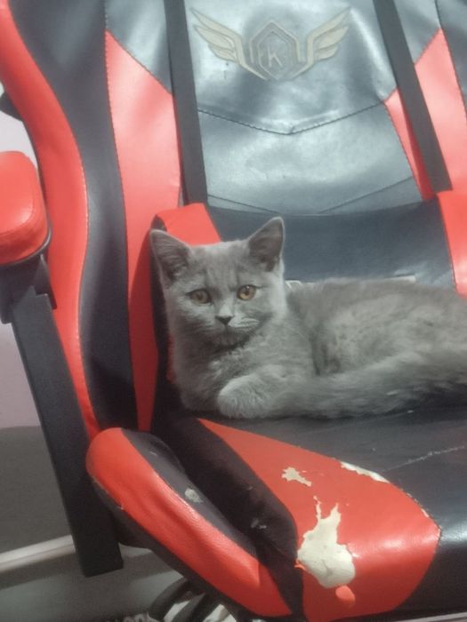 ТОЗА британ мушукча сотилади