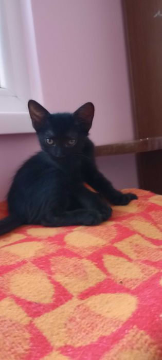 Котенца на два месеца търсят дом