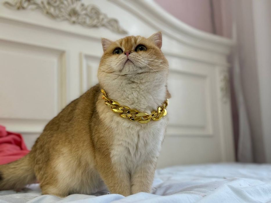 Котята британцы золотая шиншилла