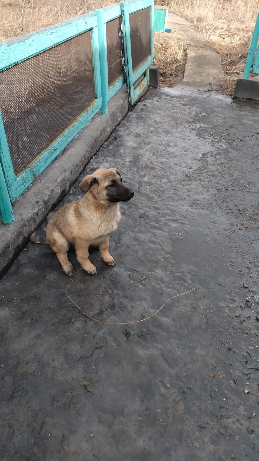 Отдам в добрые руки собачку