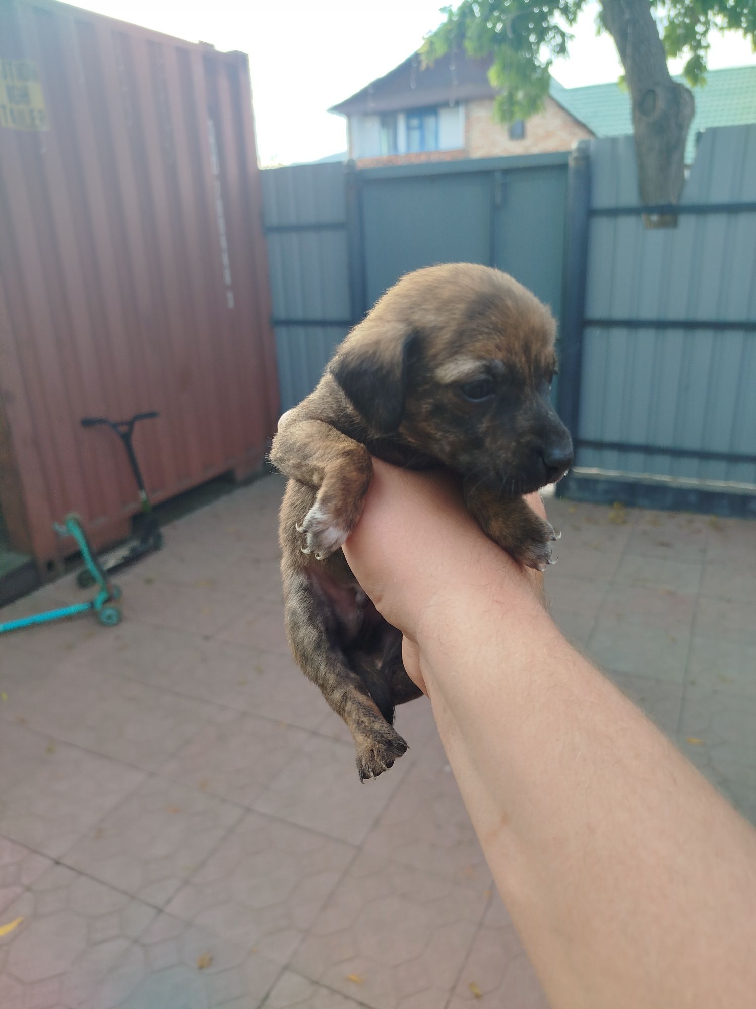 Продам щенков таксы