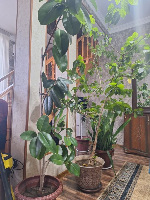 Fikus.Фикус литара