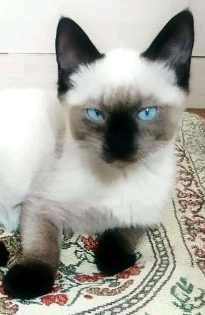 Отдадим за символическую плату в надёжные добрые руки сиамских кошечек