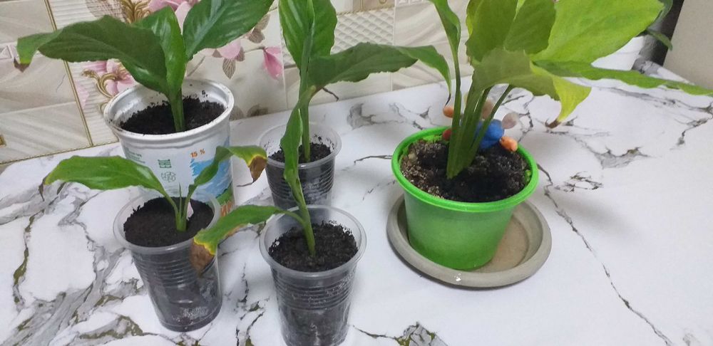 продам недорого Спатифиллум, Женское счастье, цена 800тенге