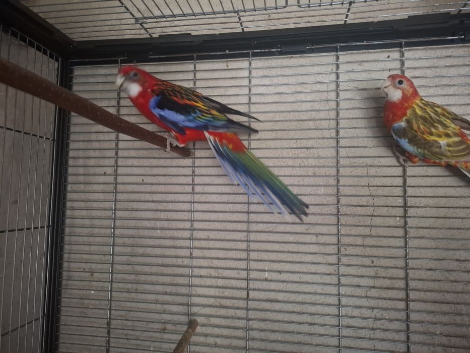 Papagali Rosella,rozella