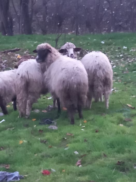 Vând 4 oi frumose și tinere și grase