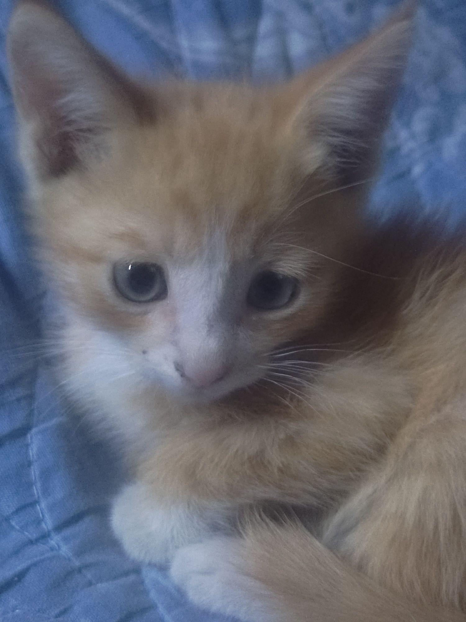 Рыженький котенок мальчик