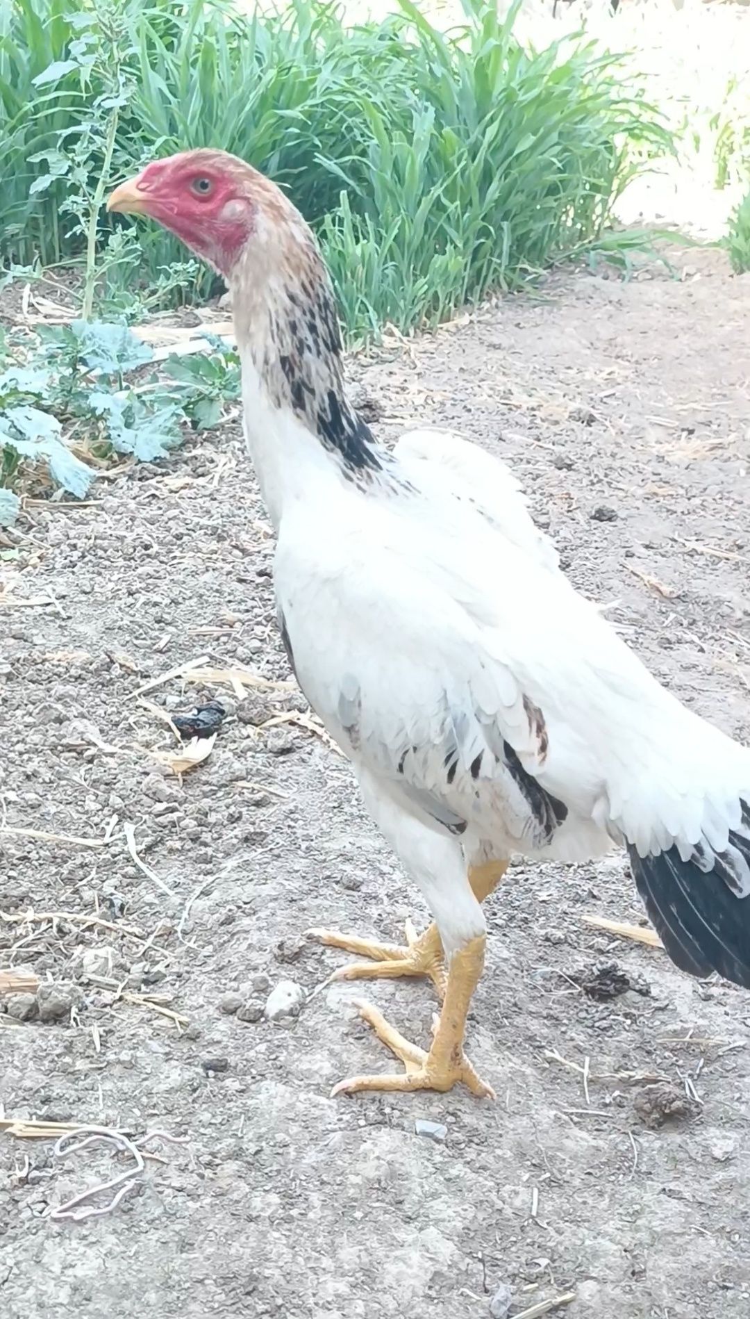 Dakan tuxumlari sotuvda