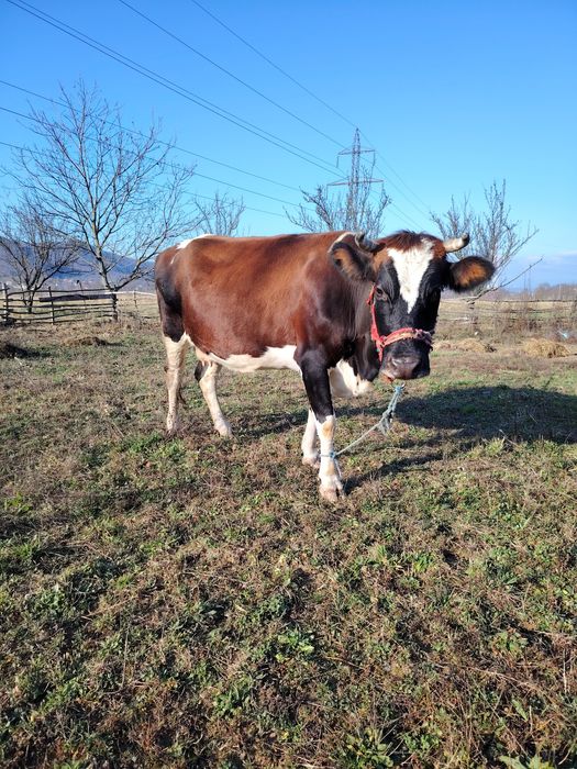 Vând vacă gestantă