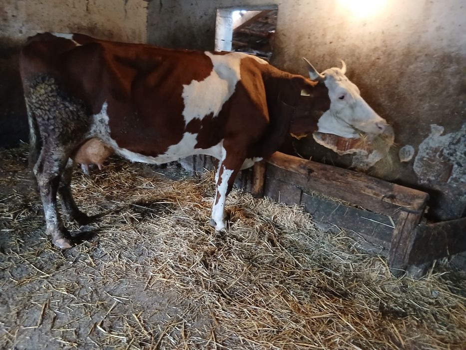 Vaca de 6 ani cu lapte baltate romaneasca