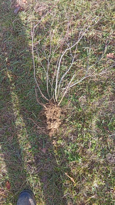 Vând butaj de aronia, anul3. Anul viitor produc aprox 300-350 disponib