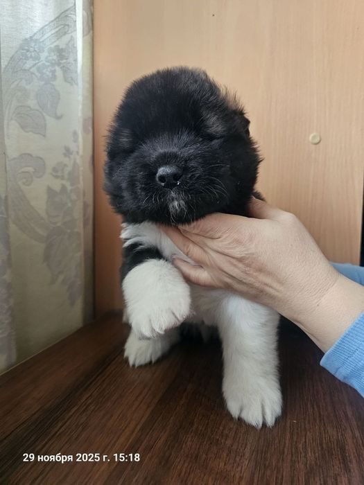 Щенки американской акиты