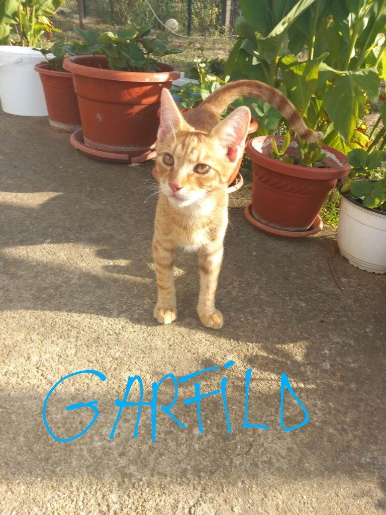 Donez 3 pui de pisică