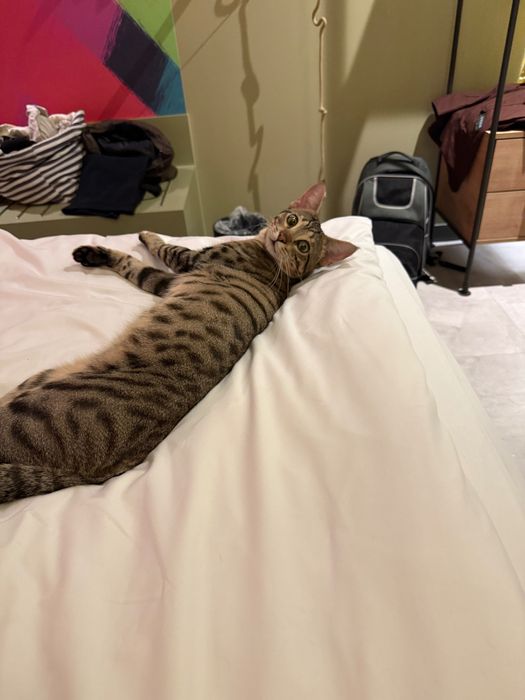 Savannah nu doar o pisică, o experienta de viata