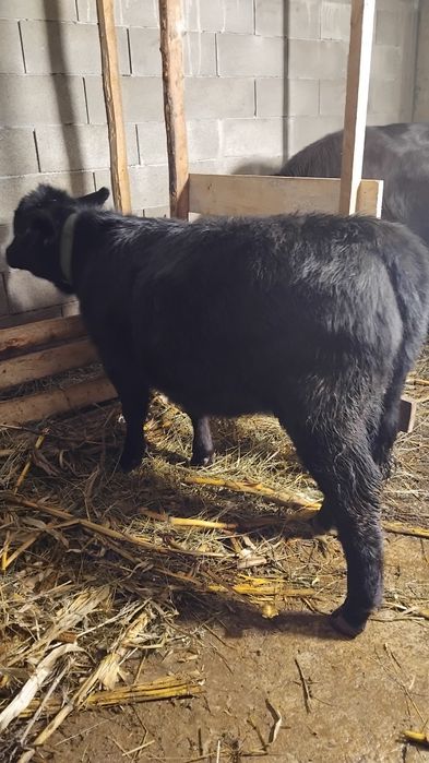 2 vitele angus disponibile