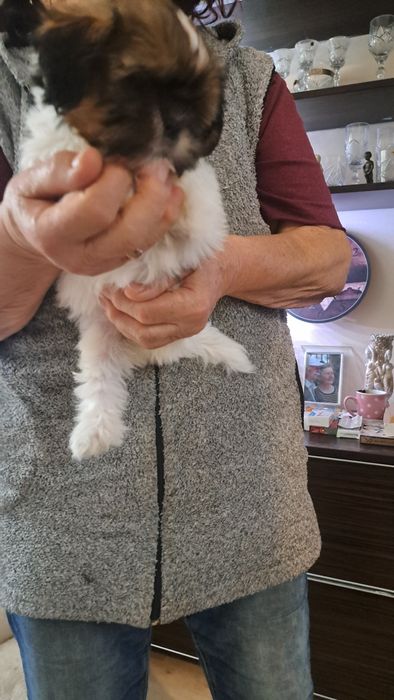 Ши тцу ваксинирани с паспорт родени на 21.08.