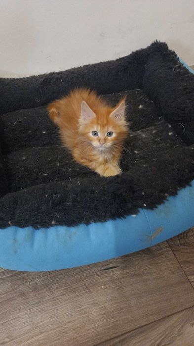 Мейн Куун котенца