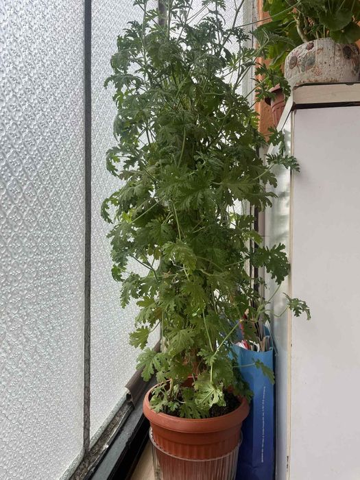 Цветя, зелени, няколкогодишни