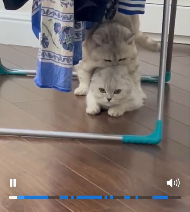 Продам элитного котенка