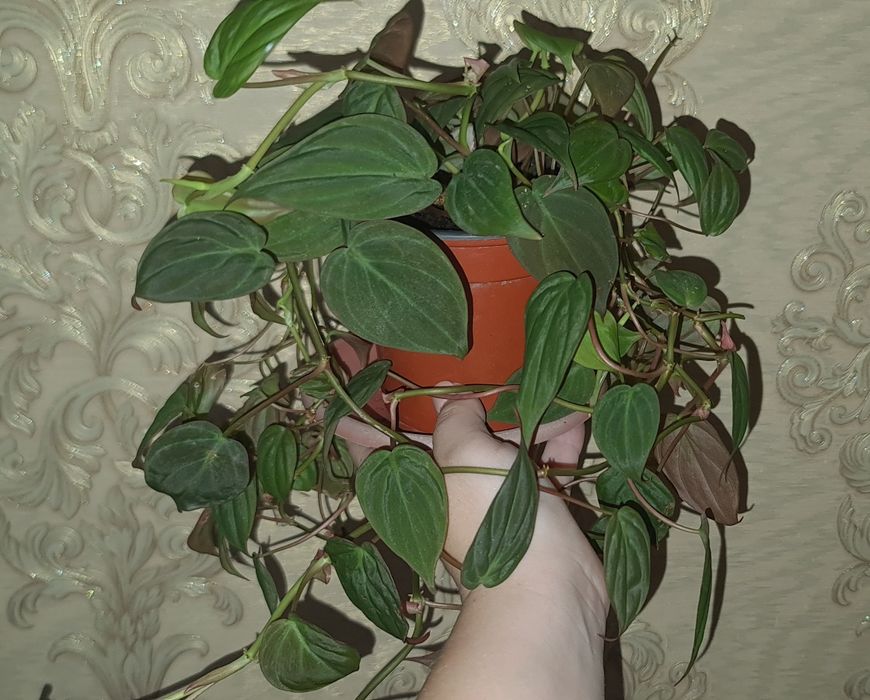 Продам Филодендрон лазящий Micans