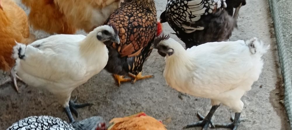 Puicuțe si cocoși Ga H Mong 2025
