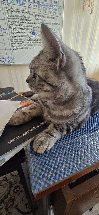Вязка кота, страит.