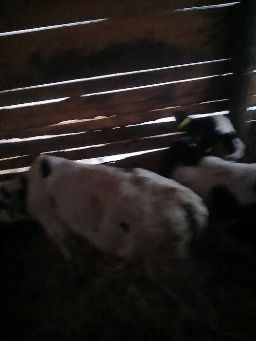 Vând 2tauras  de o luna jumate