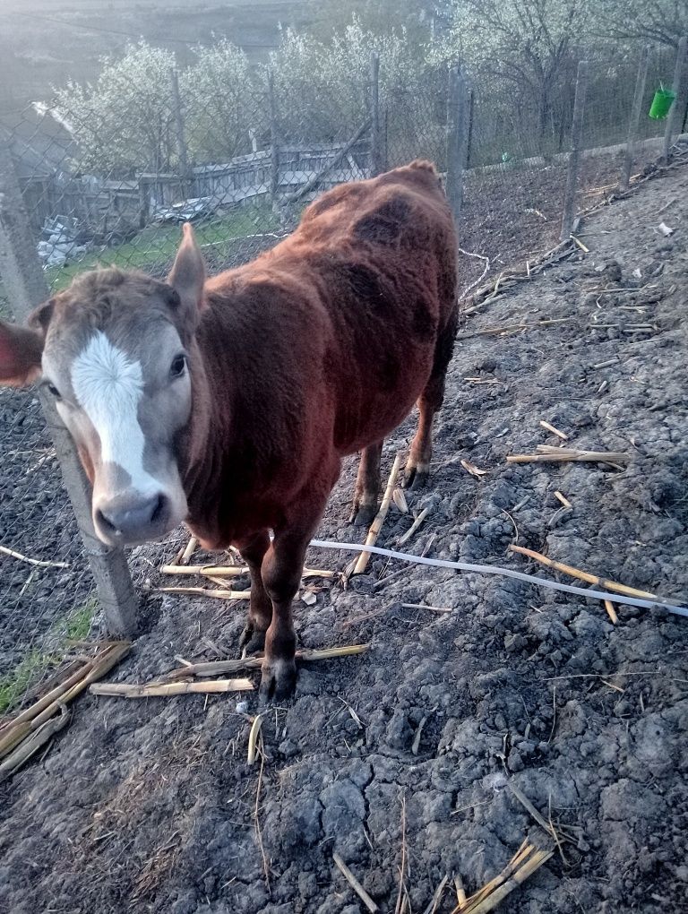 Vând vițică are 7 luni și cântărește in jur de 350 kg rasa este Angus