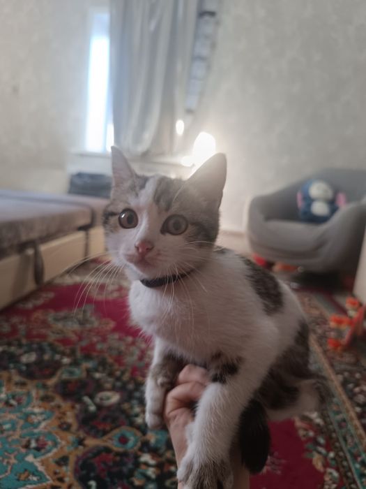 Котята бесплатные девочки