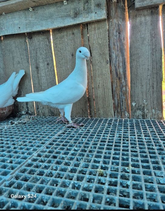 VOIAJOR GERMAN de frumusete