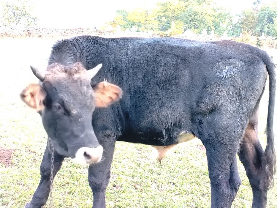 Vând taur de un an jumate