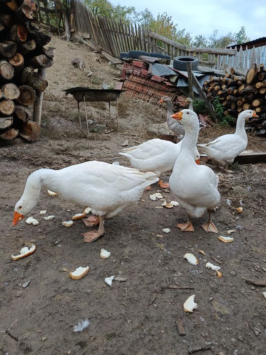 Vînd gâște sau schimb cu puicuțe mixte