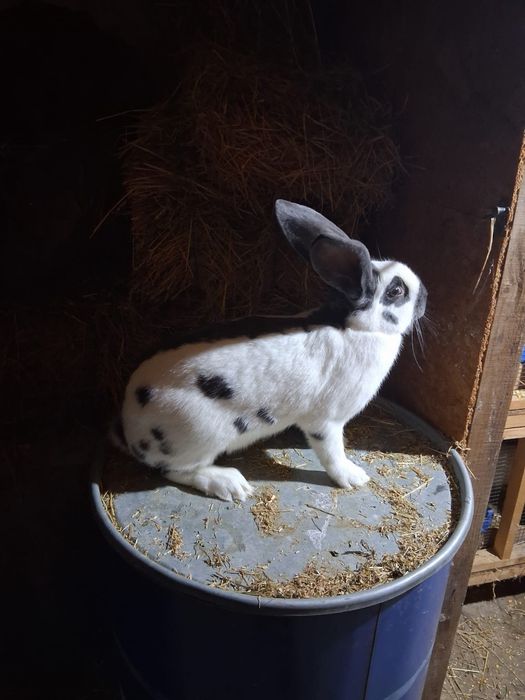 Femela fluture german