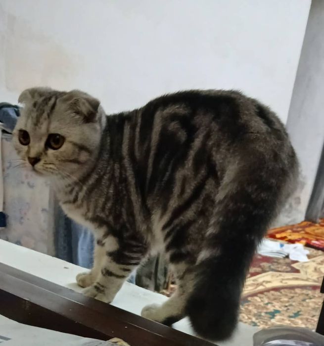 Пародистая котёнок породистая котёнок