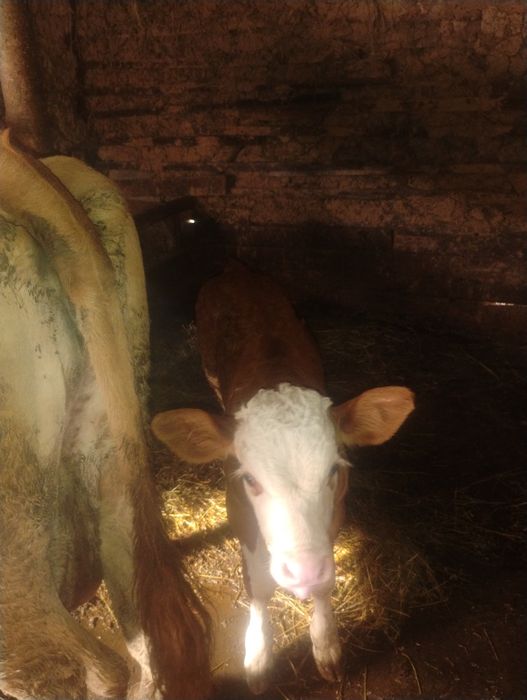 Vând vaca bălțată româneasca cu vital de 5 săptămâni